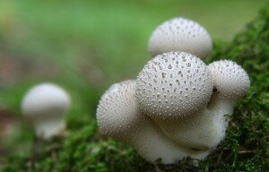 mushrooms raincoats